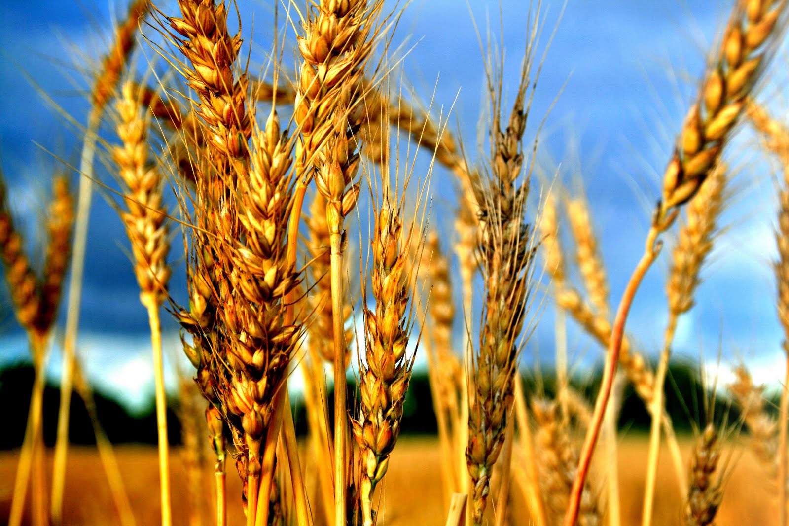 wheat for omer